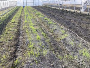 Clover cover crop establishing in half of research tunnel