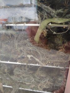 Lakeweed drying in the dehydrator