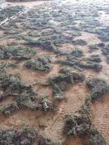 Lakeweed drying on the farm