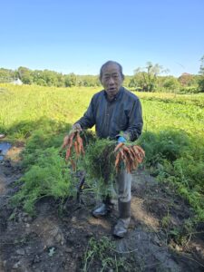 Carrots harvesting