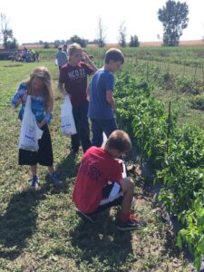 Tomato and pepper harvest at Hebda's