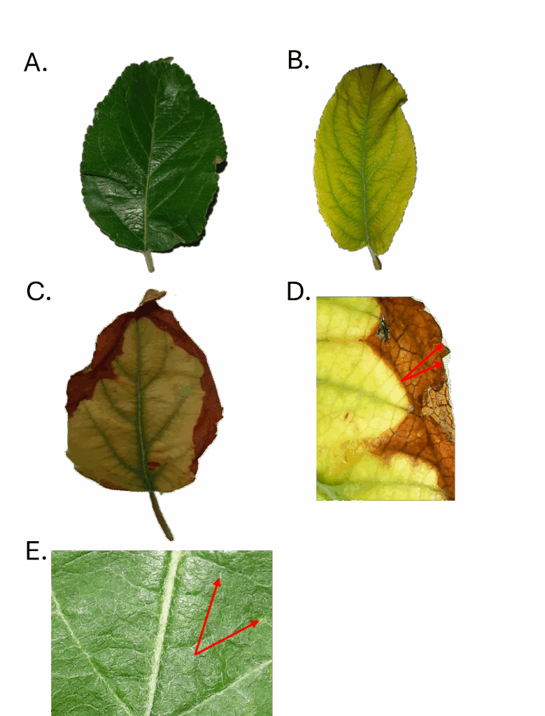 Marginal necrosis and interveinal chlorosis