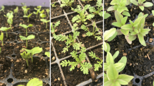 Seedlings
