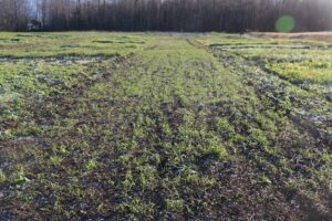 1st planting (mid-August) on date of killing frost