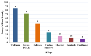 Figure 5.4. Downy mildew disease severity ratings in year one of winter squash cultivars. Fourteen days after first disease symptoms were seen in the field, fifteen leaves were randomly selected from the fourth through seventh leaves on each plant and were rated on a scale of 0-5 with 0 representing no lesions, 1: 1 to 10%, 2: 11 to 24%, 3: 25 to 49%, 4: 50 to 99%, and 5: 100%. Scale numbers of the four replicates were converted to midpoint percentages for analyses. Treatments with the same letters indicate no significant difference (α=0.05) in downy mildew severity between treatments based upon a one-way ANOVA and Tukey’s HSD.