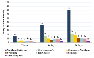 Figure 5.5. Downy mildew disease severity ratings in year two of winter squash cultivars. At seven, 14 and 21 days after the symptoms appeared in the planting, 15 leaves were randomly selected from the fourth through seventh leaves on vines and were rated on a scale of 0-5 with 0 representing no lesions, 1: 1 to 10%, 2: 11 to 24%, 3: 25 to 49%, 4: 50 to 99%, and 5: 100%. Scale numbers of the four replicates were converted to midpoint percentages for analyses. Treatments with the same letters indicate no significant difference (α=0.05) in downy mildew severity between treatments based upon a one-way ANOVA and Tukey’s HSD.