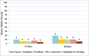 Figure 5.7. Downy mildew disease severity ratings in year three of winter squash cultivars. Fifteen leaves were selected from the fourth through seventh leaves on vines and were rated on a scale of 0-5 with 0 representing no lesions, 1: 1 to 10%, 2: 11 to 24%, 3: 25 to 49%, 4: 50 to 99%, and 5: 100%. Scale numbers of the four replicates were converted to midpoint percentages for analyses. Treatments with the same letters indicate no significant difference (α=0.05) in downy mildew severity between treatments based upon a one-way ANOVA and Tukey’s HSD.