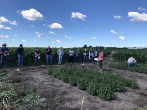 Mint field day
