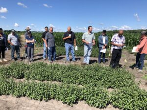 Mint field day
