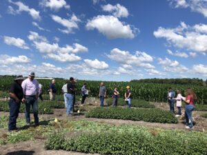 Mint field day