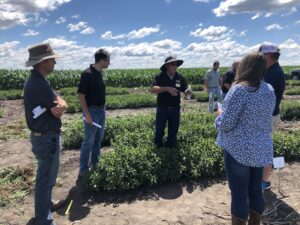 Mint field day