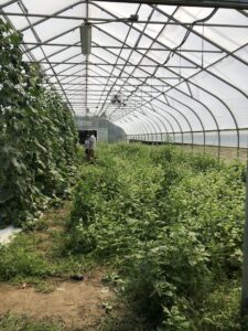 Buckwheat growing in half of the high tunnel