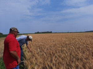 two men standing beside a mature field of barley
