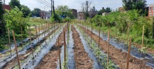 Peppers planted at farm.