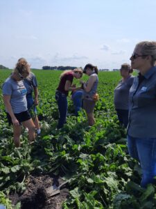 Group of people talking in a sugarbeet field. Two women standing together identifying insects