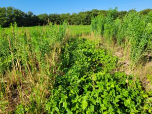 Pearl millet / sunn hemp (left), Iron and Clay cowpeas (center), and sunn hemp (right) cover crops at Coleman County in 2021