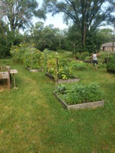 Raised beds of vegetables in urban setting