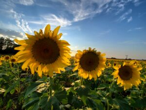 Sunflowers