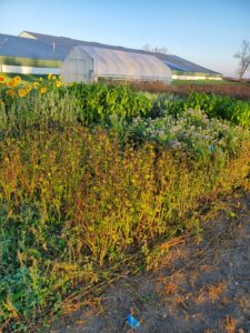 Field plots with buckwheat in foreground and flowering sunflower in back