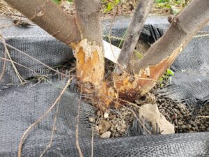 Mid fall vole damage on fig trunk.