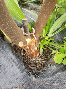 Mid fall vole damage on fig trunk.