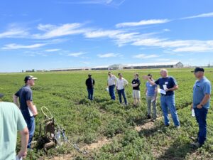 Mint field day