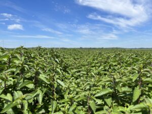 Mint field day
