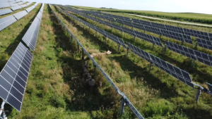 Sheep on Site