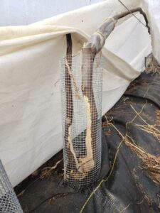 Vole damage to fig trunk.