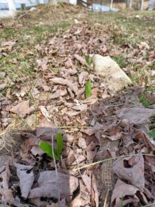 sprouting Spring 2022