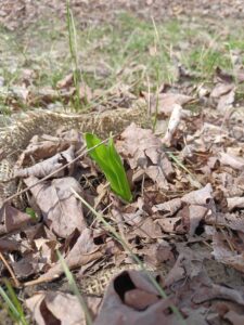 Emerging 2 year old transplant