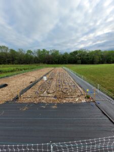 May 2022 strawberry plants
