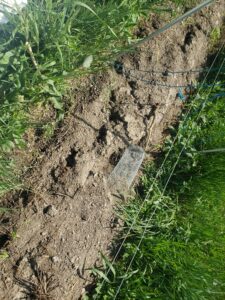 Extensive vole tunneling.