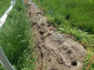 Vole tunneling under landscape fabric.