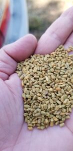 Cultivation of Fenugreek.  Crop is flood and drought sensitive. 