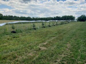 Replacement trees lined up ready for new homes.