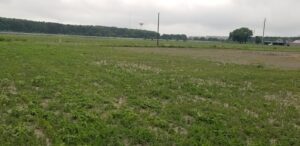 Field cultivation of Fenugreek