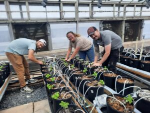 Install precision irrigation system in greenhouse