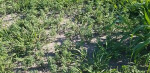 Fenugreek crop failure under rainfed conditions
