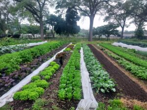 Example of our vegetable beds