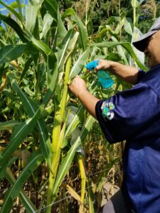 Bt is sprayed twice during the season as a biological agent agent corn worm. Photo by Zuleyja Prieto