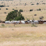 Open range multi species grazing