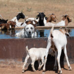 Mid day water break for multi species graziers