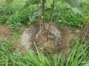 Step 2: Halfway through filling in root mass with rocks.