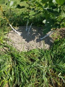 Another example of vole protection, multi trunk.