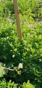 Successful Fenugreek Cultivation using sprinkler irrigation 
