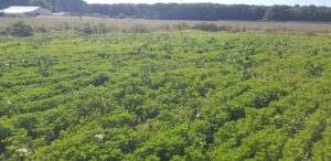 60 Days old Fenugreek crop. 