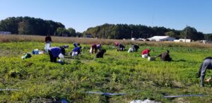 Participants harvesting Fenugreek leaves.  