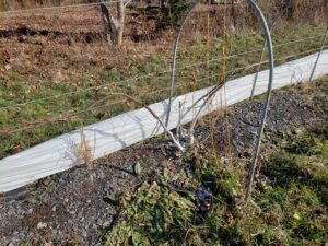 Fig canes being tied out along the wire before winter covers go over.