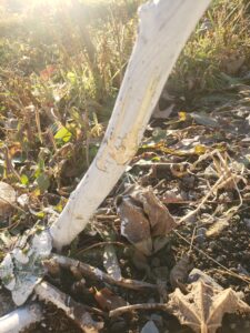 Rabbit damage (vole and rabbit protection do not overlap much).